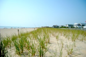 Seagrass strengthens the dunes to help protect the Delaware beach communities from storms.