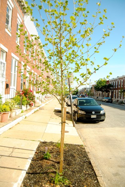 Trees where they're most needed DSC_1299