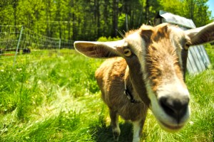 Happier days at Evening Song Farm are ahead.