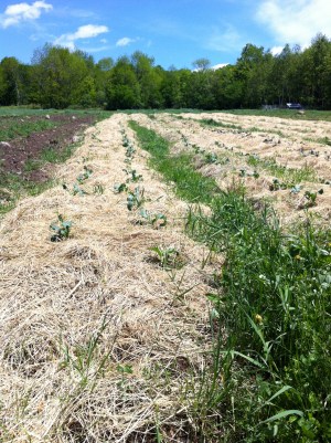 Evening Song Farm is now planting their vegetables on higher ground.
