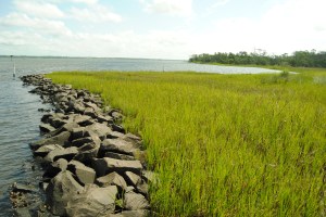 Oysters + rocks + marsh grass = living shoreline at Pine Knoll Shores in North Carolina