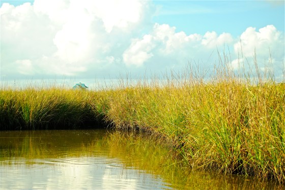 Wetlands in the Louisiana Bayou south of New Orleans are disappearing.