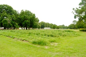 Queen Quet lives on a family compound where her relatives have been farming for generations.