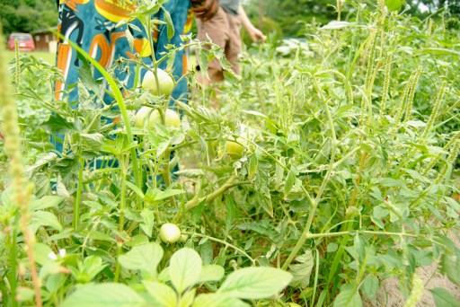 As a Cultural Protection Overlay District, developers cannot build gated communities, resorts, or golf courses on Saint Helena. The Gullah/Geechee live in what today's planners call "open space," Queen Quet said.