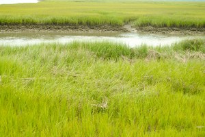 Sea level rise on Saint Helena Island is disturbing coastal ecosystems like this 'maritime forest.'