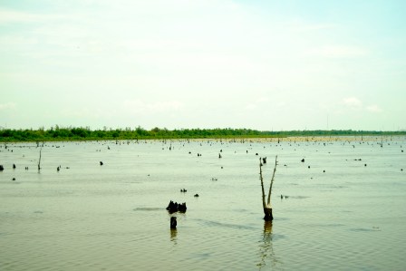 Dead cypress trees cover tens of thousands of acres in the Gulf. Without wetlands restoration, even more of the landscape will turn to open water.