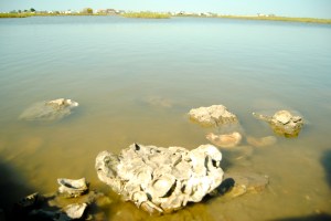 Oysters in Galveston Bay