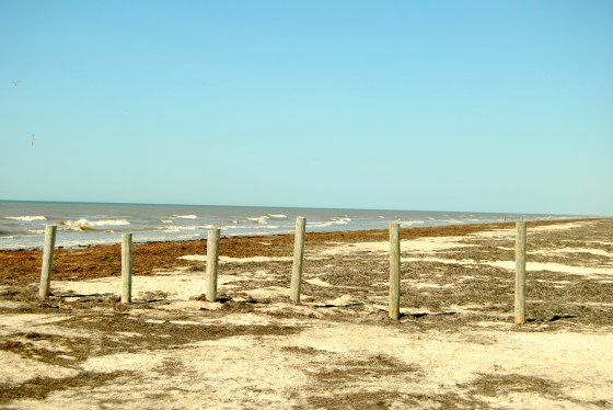 Sargasso seaweed keeps the sand from blowing away. Traditionally, the City bulldozed the sand to remove the seaweed. The City recently bought a $52,ooo 'barber and rake' machine that only scrapes the seaweed off the top and doesn't disrupt the sand. 