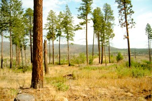 The Las Conchas fire hit the ground when it reached this thinned and prescriptively burned project site.