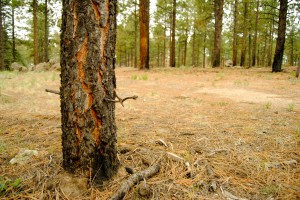 New thinning and burning designs leave tree stands and clearings to mimic the 'patchiness' of the natural forest.