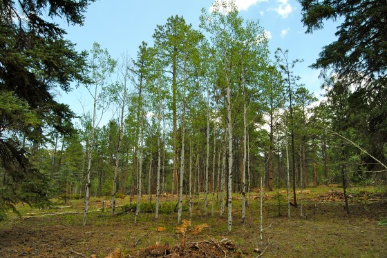 The Woodland Park Healthy Forest Initiative preserves stands of Aspen along with the pines.