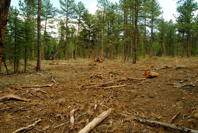 Ekarius said that Colorado’s forests have 3-20 times the trees that existed before European arrival. This forest is managed to contain fewer trees per acre, making it adapted to fire.