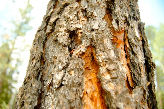 Finding people with skills and equipment to treat the forests is challenging since the timber industry is nearly extinct. Groups like CUSP, area water providers, county offices, and the Forest Service have been slowly building a base of contractors. Given that 1.8 million acres of forest need treatment in the Front Range alone, Ekarius sees this as an economic development opportunity combined with risk management. 