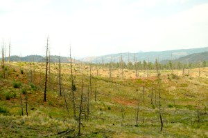The Hayman fire burned many acres of Colorado's ponderosa pine.