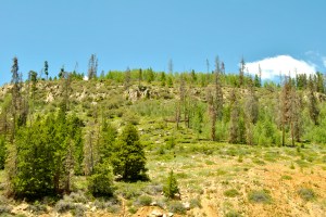 Some forest management near the Dillon Reservoir.