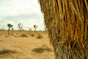 Joshua trees are full of mysteries. Because they don't have tree rings, scientists have a very hard time estimating their age.