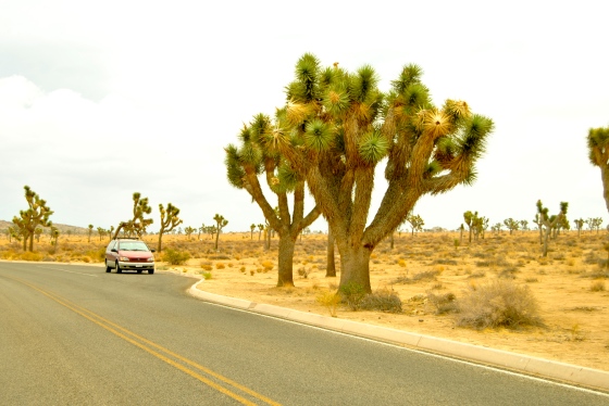 Sienna the minivan chills next to some top-heavy Joshua trees.