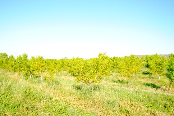 Orchards on Colorado's North Fork Valley