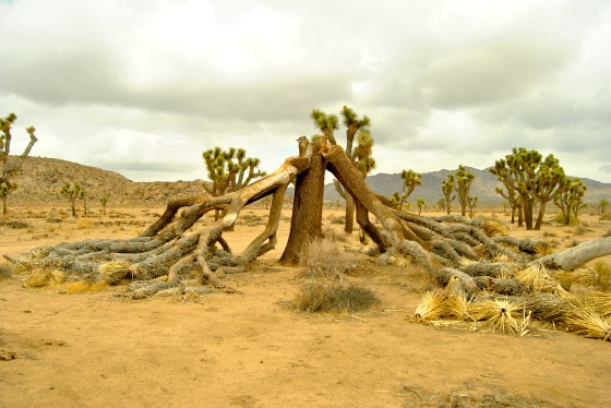 An old Joshua tree that gave up.