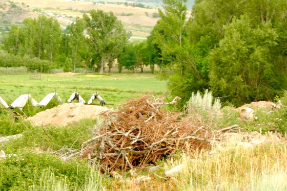 A pile of prunings at Austin Family Farms