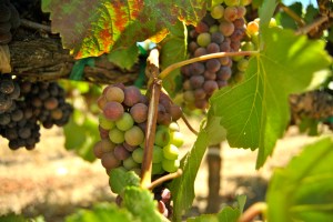 These grapes will make delicious wine thanks to the Napa Valley, California micro-climate