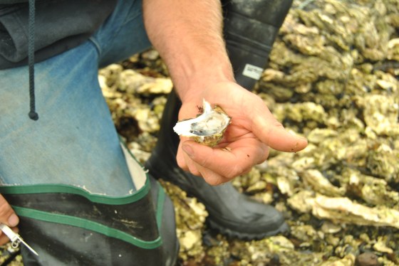 Adam James shows us a young oyster at Hama Hama.