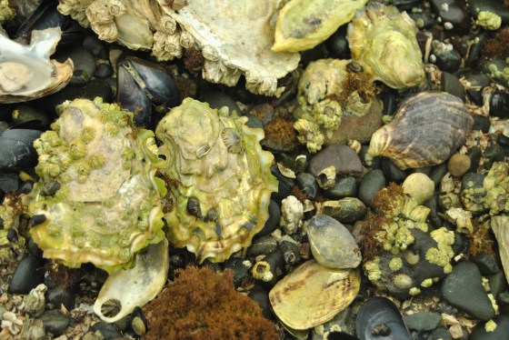 When we visited the Olympic Peninsula, some of the oysters were spawning naturally in the beds