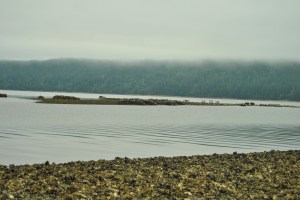 The world's ocean's are absorbing carbon dioxide emissions, making them more acidic.