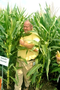 Chandler Mazour of Monsanto picks a good ear of corn from the research field.