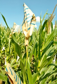 Paper bags are used to crossbreed different corn varieties by keeping the corn stalks from self-pollinating.