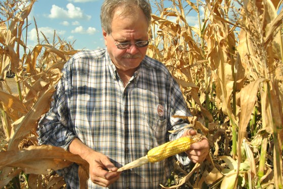 Iowa corn grower David Sieck shows us corn at the 'milky' stage of development.