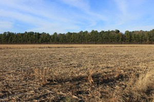 Most of the land around Blackwater National Wildlife Refuge is used for agriculture or timber. Major crops are corn, soybeans, and sorghum, though some farmers grow specialty crops like lima beans and watermelon. | Photo: (c) Whitney Flanagan, The Conservation Fund