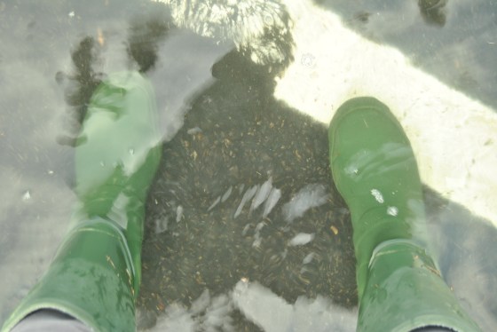These boots are made for walking--or wading. The highest tides of the year already cause flooding in Portsmouth--will I need hip waders in 2050?