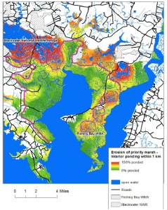Blackwater’s Adaptation Strategy identifies a few areas (inside the pink polygons) where marsh restoration may be worth it. Elsewhere, marsh migration is the most promising strategy.