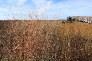 Observation deck or fishing pier? Resource managers plan to intervene in the process of marsh loss. | Photo: (c) Whitney Flanagan, The Conservation Fund