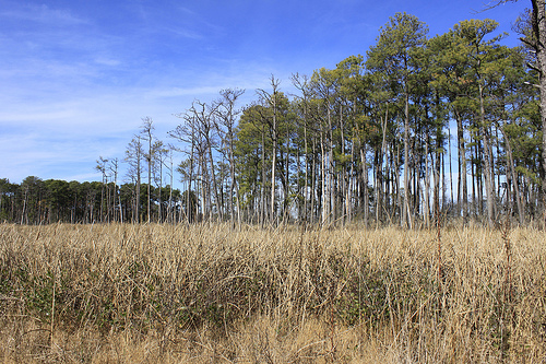 As Blackwater’s marsh migrates to higher ground, the species composition in transition zones like this, where marsh meets forest, are key. | Photo: (c) Whitney Flanagan