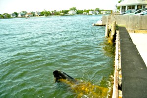 On the riverside of Sea Bright, even a normal high tide rises close to overtopping the bulkhead. Raising it is a priority for the town.